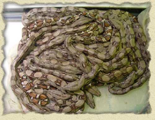 snake boa constrictor new born.jpg