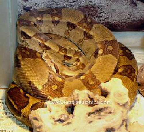 Bci-female01-14Feb2005.jpg