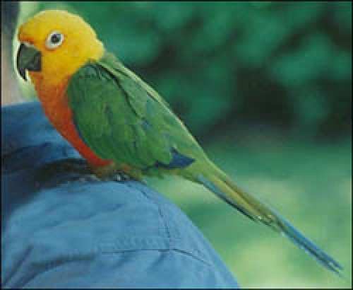 Jandaya_Conure.jpg