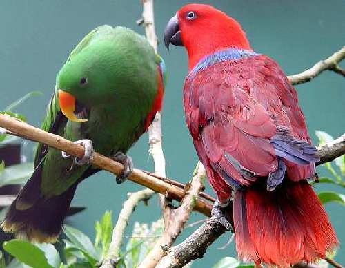 Australian%20eclectus%20parrots.jpg
