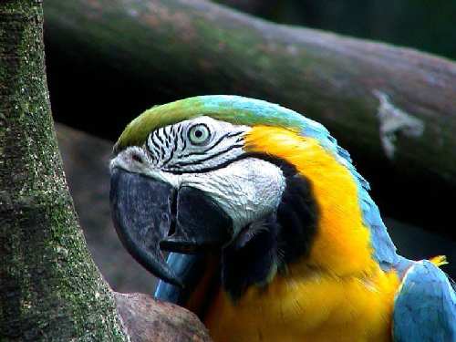 Blue%20and%20yellow%20macaw1.jpg