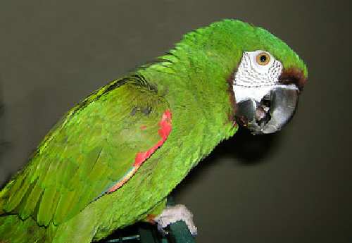 macaw-0016.jpg