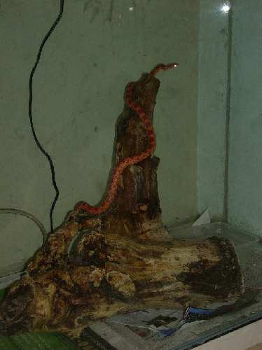 charly_wood1.JPG
