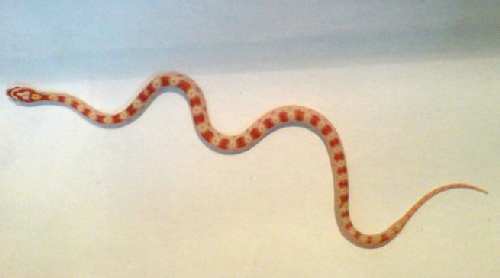 albino.JPG