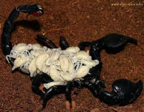 scorpion babies1.JPG
