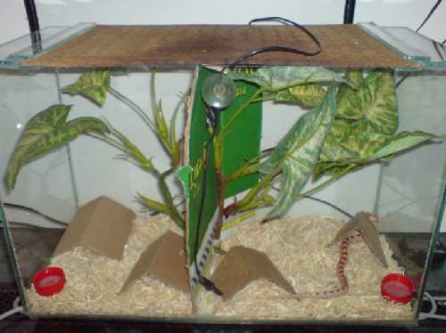 terarium.JPG
