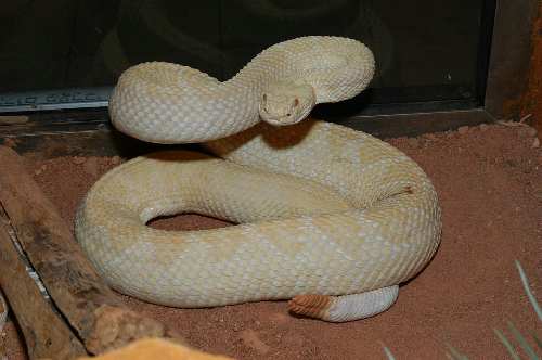 albino rattle snake.JPG