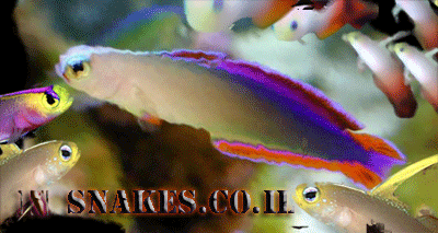 fvfvfrrrrrrrr_598[1].gif