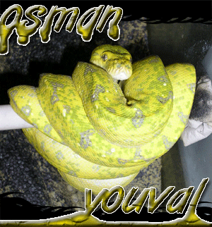 GTP-YS.gif