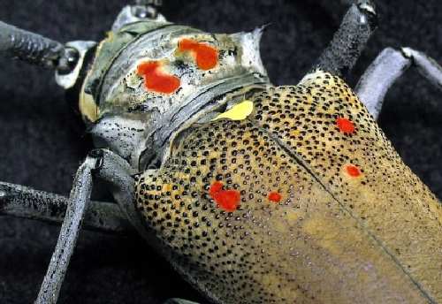 I_Zaitsev_Batocera.jpg