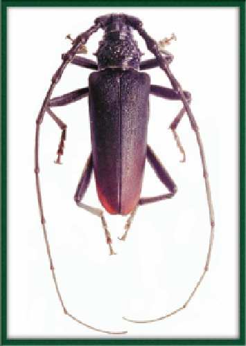 Cerambyx%20cerdo.jpg