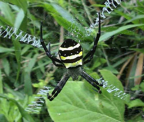 Argiope amoena.jpg