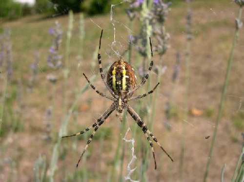 argiope5.jpg