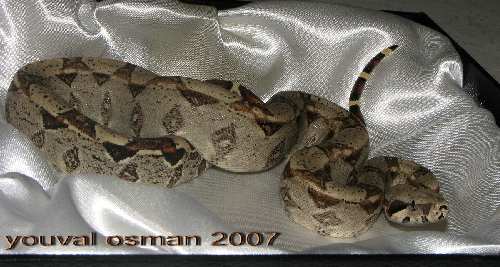 bci 2006 for sale_2.JPG