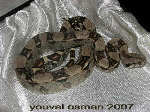 bci 2006 for sale_1.JPG