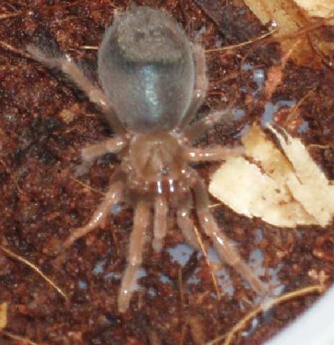 BRACHIPELMA1.jpg