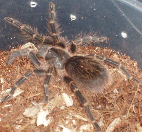 Gramosttola4.jpg
