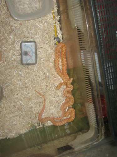 IMG_2160vf.jpg
