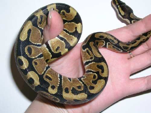 P1010018.jpg