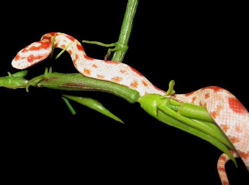 albino-leaf2.jpg