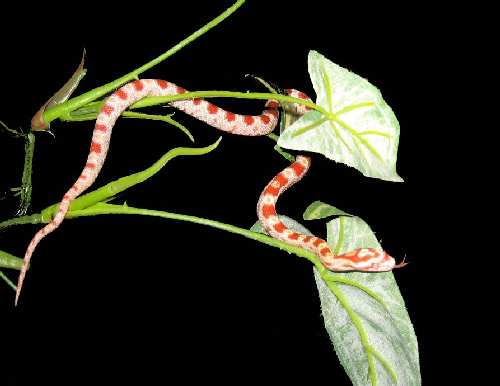 albino-leaf.jpg