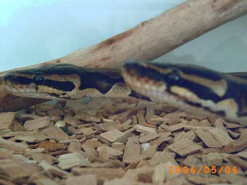 PICT0002.JPG