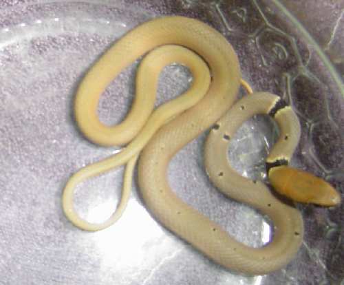 snake.JPG