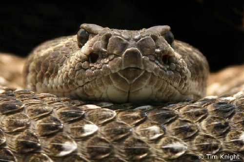 rattlesnake02tfk.jpg