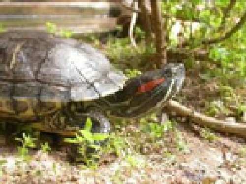 Trachemys_scripta1.jpg
