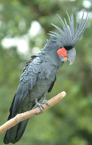palm_cockatoo.jpg