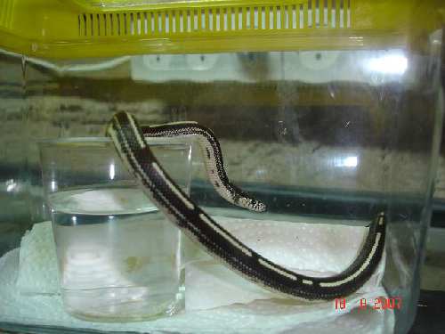 my snake 023.jpg