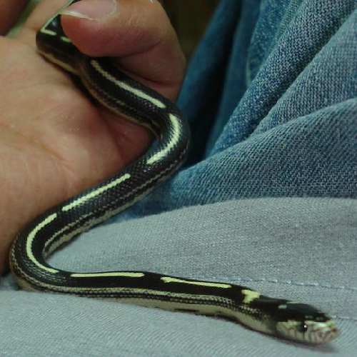 my snake 016.jpg