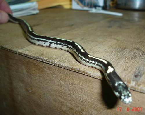 my snake 011.jpg
