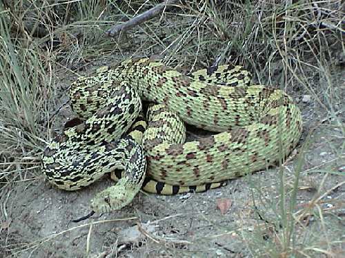 Pituophis_catenifer_sayi.jpg