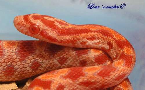 untitled cornalbino2.jpg