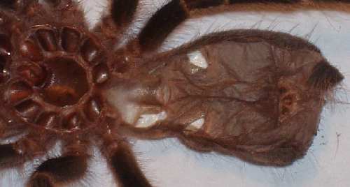 Gramostola2.jpg
