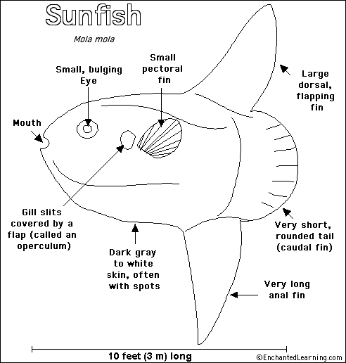 Sunfish_bw.gif
