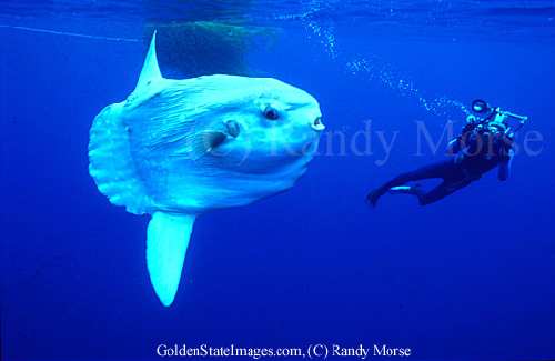 mola_mola.jpg