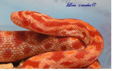 untitled cornalbino2.jpg