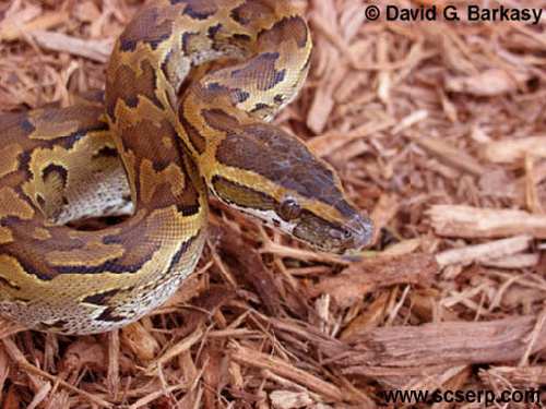 AfricanRockPython001.jpg
