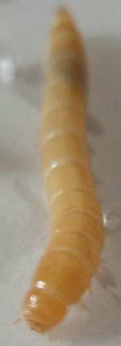 799_1188570148_jpg_100.jpg