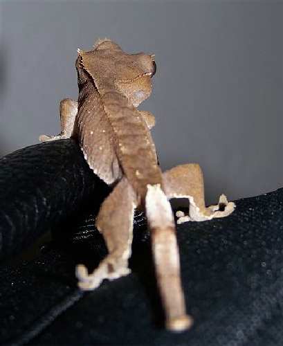 CrestedGecko101_0153.jpg