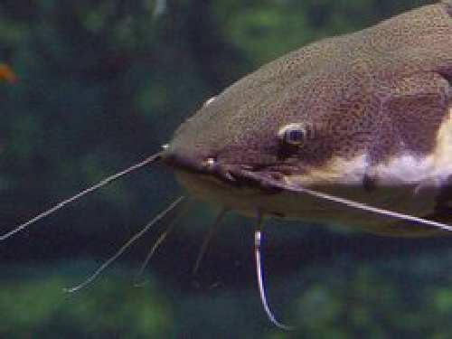 240px-Catfish_1.jpg