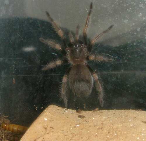 Bsmithi.jpg