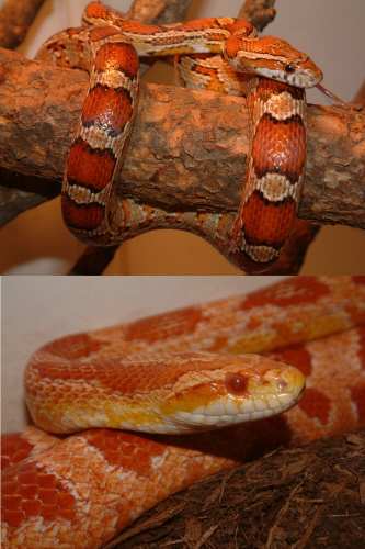 corn_snakes1.jpg
