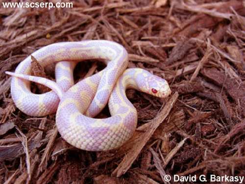 AlbinoBandedAndStripedCaliforniaKingsnakeBaby001.JPG