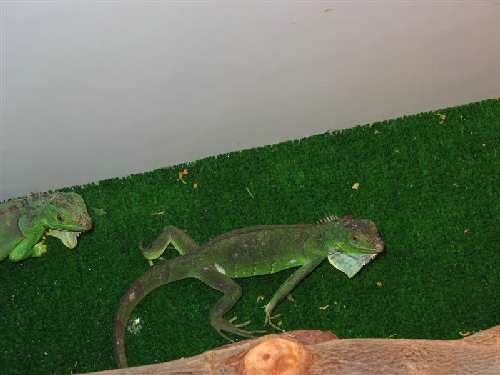 Picture 005 (Medium).jpg