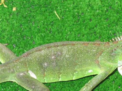 Picture 006 (Medium).jpg