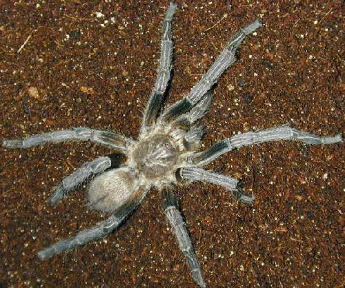 cobalt-male1.jpg