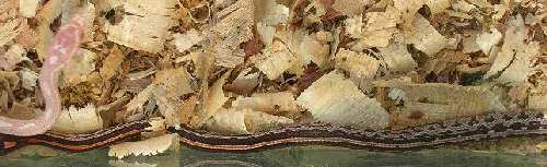 stripped okety het motly.jpg